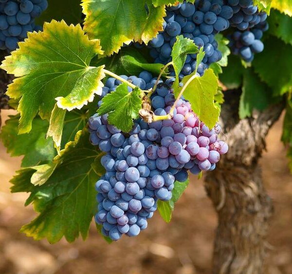 vigne plantation
