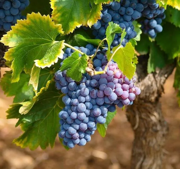 vigne plantation